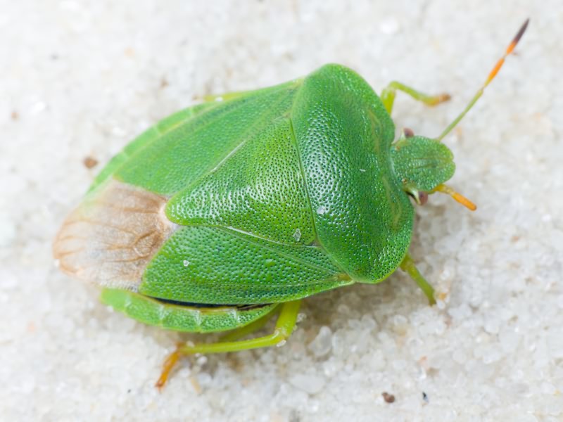 Palomena viridissima (Poda, 1761)
